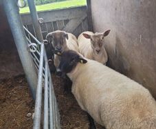 sheep