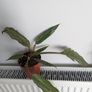 Philodendron Choco Empress Plant Image 3
