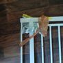 baby gate Image 2