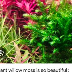 Moss