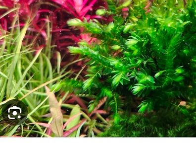 Moss