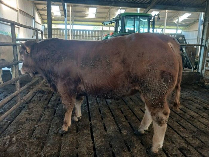 Pbr limousin bulls