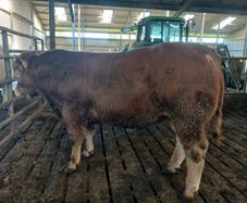 Pbr limousin bulls