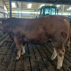 Pbr limousin bulls