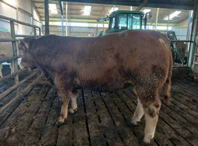 Pbr limousin bulls