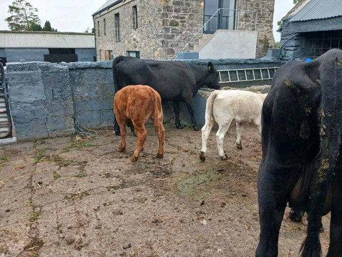 6 AAx first calvers