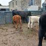 6 AAx first calvers Image 4
