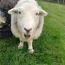 Herwick ram and 4 ewes for sale Image 2