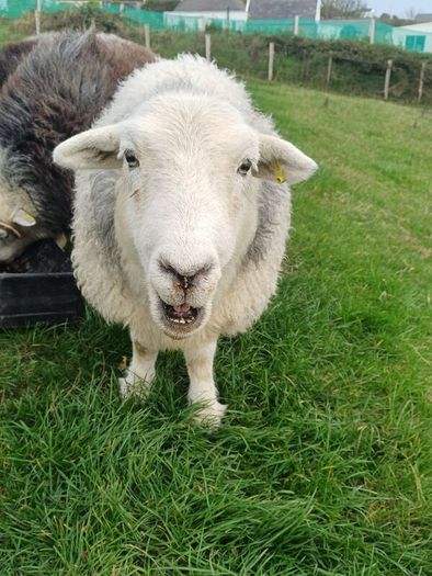 Herwick ram and 4 ewes for sale