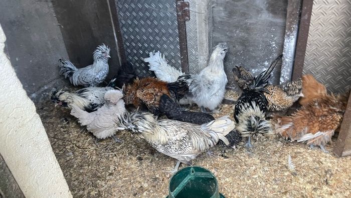 polish roosters