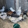 polish roosters Image 2