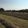 hay Image 2