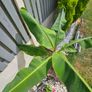 Banana plant 105cm Image 3