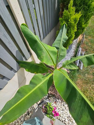 Banana plant 105cm
