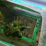 Freshwater Fish Image 9