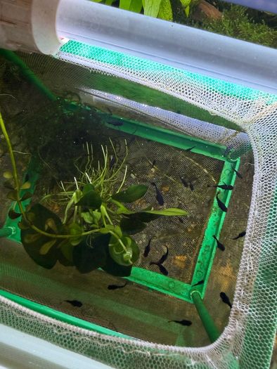 Freshwater Fish