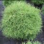 Thuja Occidentalis Mr. Bowling Ball plant Image 2