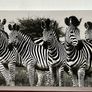 Large Black & White Wall Art Prints. Set of 3 Image 5