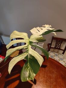 Monstera Mint big leaves