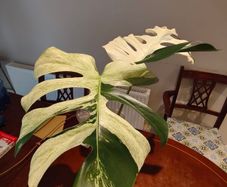 Monstera Mint big leaves