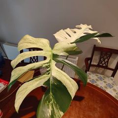 Monstera Mint big leaves