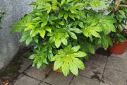 Fatsia Japonica
