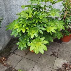Fatsia Japonica