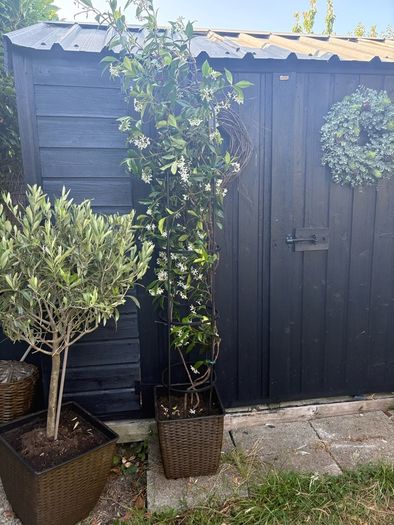 215cm trachelospermum  jasmine highly scented flower jasmine in new rattan pot