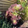 aeonium black rose plant Image 2