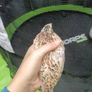 quail Image 7