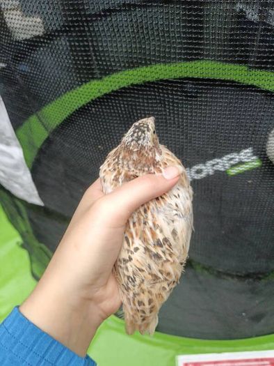 quail
