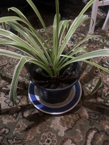 Spider Plant