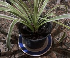 Spider Plant