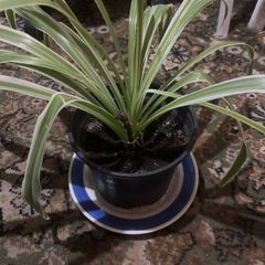 Spider Plant