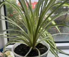plant