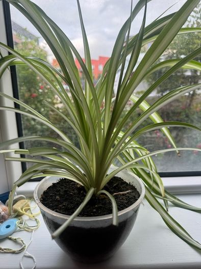 plant