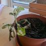 young Pothos plant Image 2