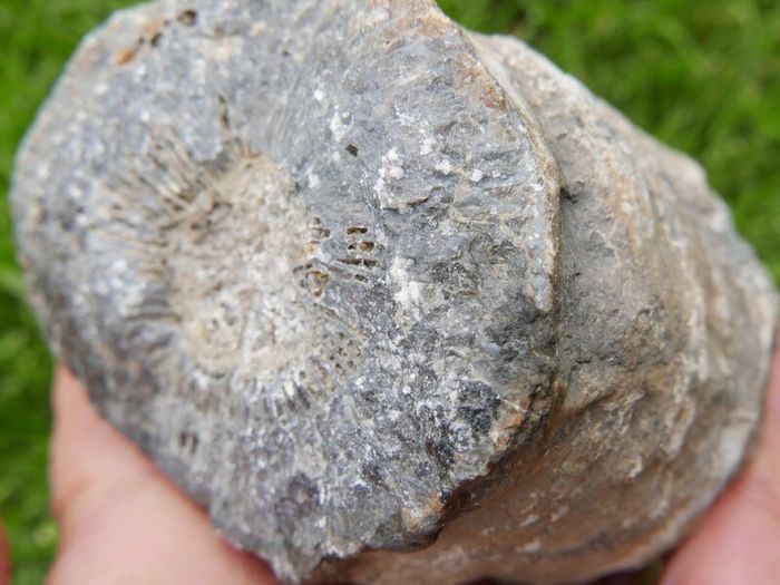Big Coral fossil w/ complete silicification