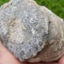 Big Coral fossil w/ complete silicification Image 6