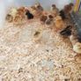 chicks Image 2