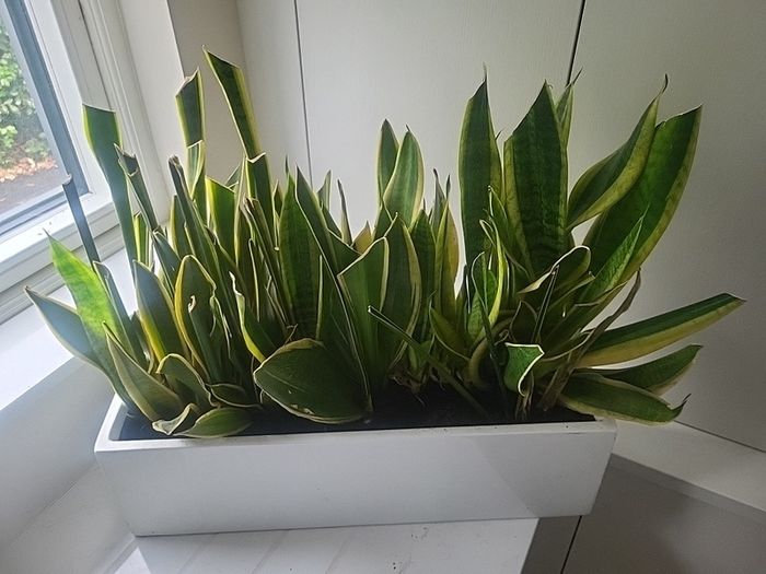 Sansevieria Laurentii planter