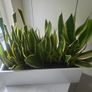 Sansevieria Laurentii planter Image 2