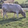 Incalf Charlie Heifers Image 2