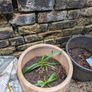 2 large Terracotta pots Image 2