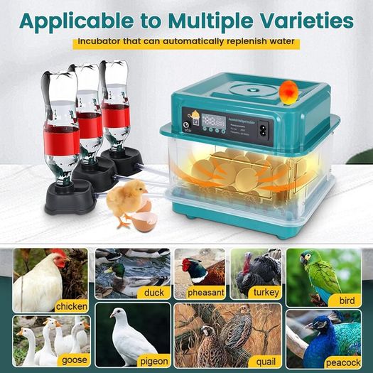 6-20 Eggs Eggs Automatic Turning, Humidity Control, Temperature Control:AVAILABLE FOR COLLECTION