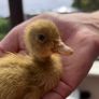 Hatching Eggs & Ducklings - Orpington Ducks Image 7