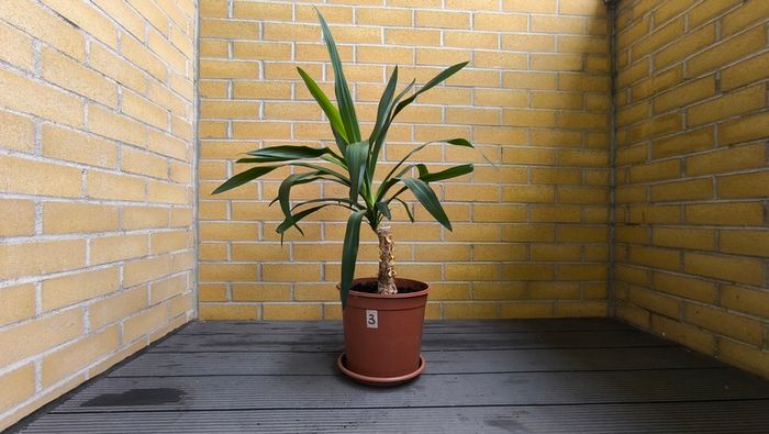 Yucca Indoor Plant
