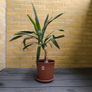 Yucca Indoor Plant Image 4