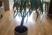 Yucca