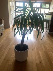 Yucca